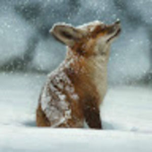 Meet your Posher, Diana